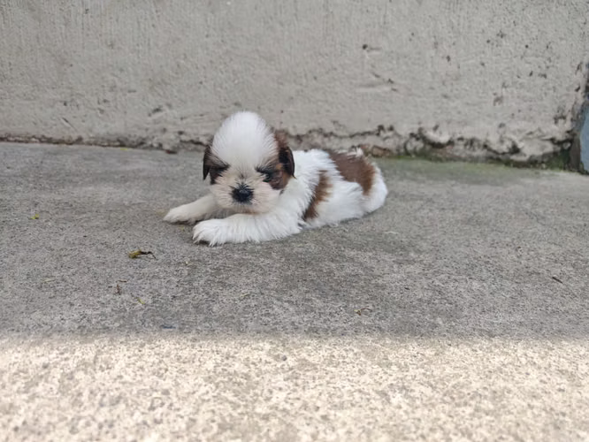 Hermosos shitzus  - Imagen 7