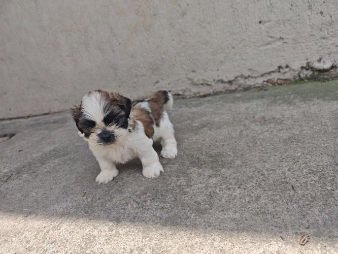 Hermosos shitzus  - Imagen 5