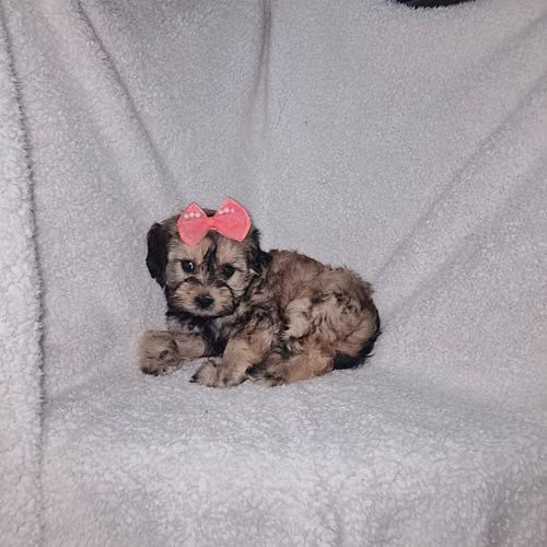 Frenc mini toy  - Imagen 3