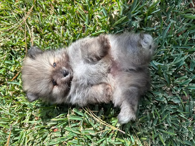 Pomerania - Imagen 8