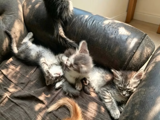 Hermosos y juguetones angoras