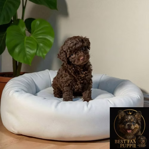Cachorro FRENCH POODLE CHOCOLATE MINIATURA disponible - Imagen 4