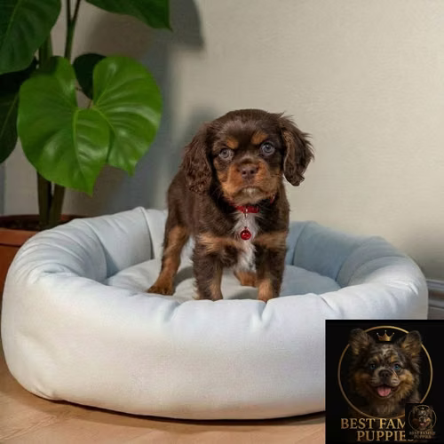Cachorro Cavalier King Charles Spaniel Exótico / Cavalier King Charles Spaniel Exotic disponible - Imagen 7