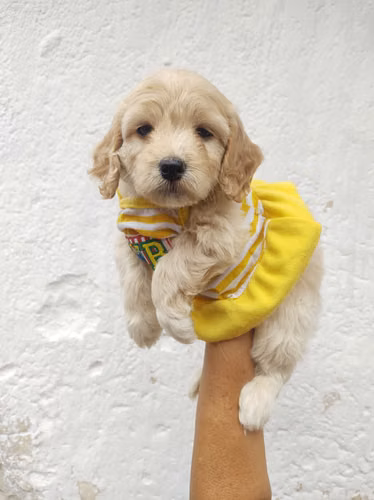 Hermosa Cachorra Cockapoo  - Imagen 4