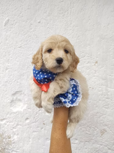 Hermosa Cachorra Cockapoo  - Imagen 5