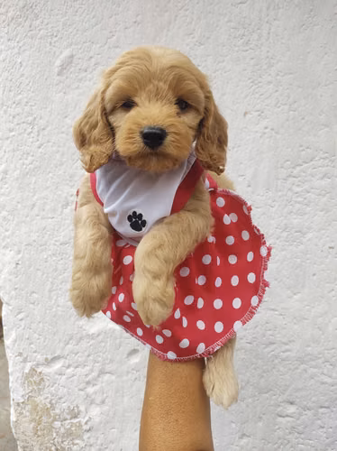 Cafecita Cockapoo 