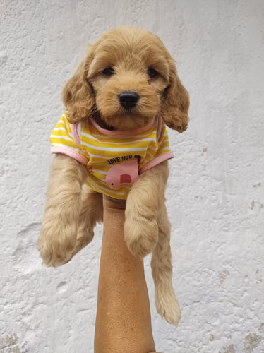 Cafecita Cockapoo  - Imagen 3