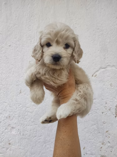 Juguetona Cockapoo Beige - Imagen 2