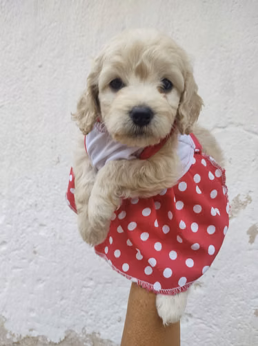 Juguetona Cockapoo Beige - Imagen 3