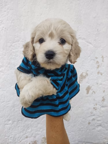 Juguetona Cockapoo Beige