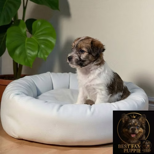 Cachorro JACK RUSELL PELO DURO disponible - Imagen 7