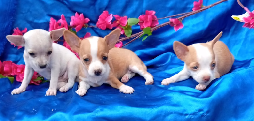 Chihuahua  - Imagen 2
