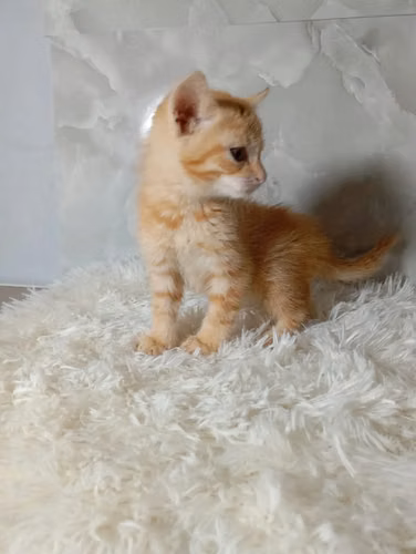 Hermosos Angoras Orange - Imagen 2