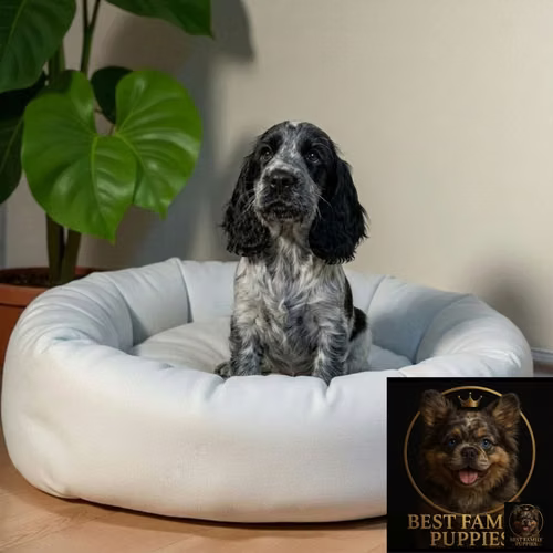 Cachorro Cocker Spaniel Ingles Blue Roan / English Cocker Spaniel Blue Roan disponible - Imagen 3