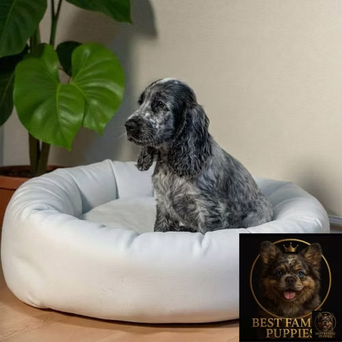 Cachorro Cocker Spaniel Ingles Blue Roan / English Cocker Spaniel Blue Roan disponible - Imagen 6