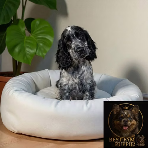 Cachorro Cocker Spaniel Ingles Blue Roan / English Cocker Spaniel Blue Roan disponible - Imagen 2