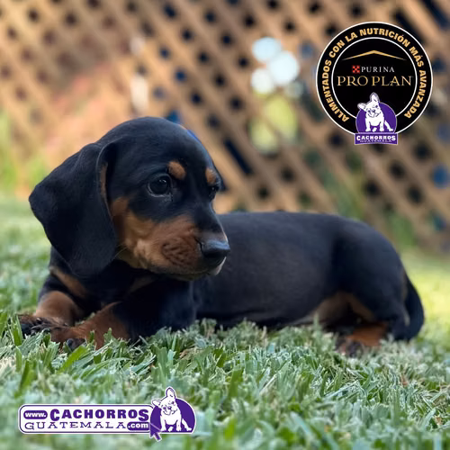 Dachshund - Salchicha - Teckel - Imagen 2