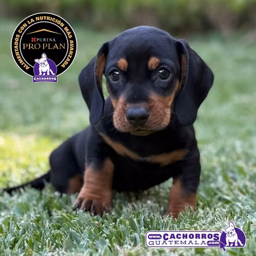 Dachshund - Salchicha - Teckel