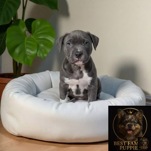 Cachorro AMERICAN STAFFORD disponible - Imagen 5