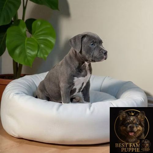 Cachorro AMERICAN STAFFORD disponible - Imagen 7