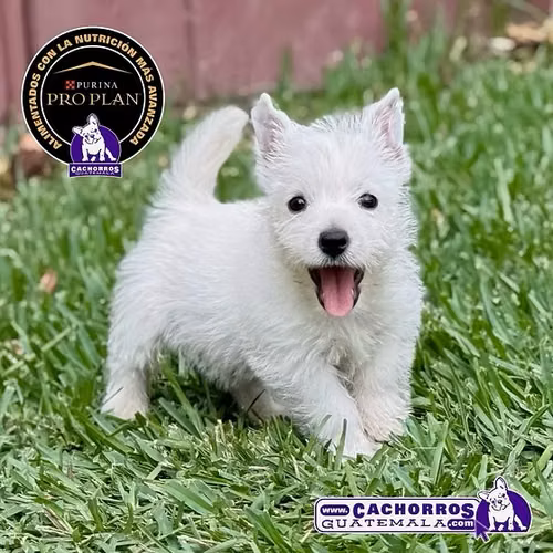 Westy - Westie - Imagen 2