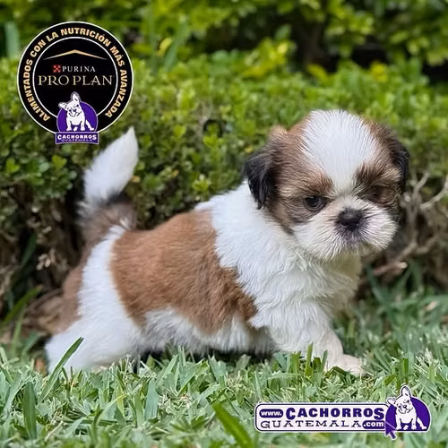 Shih Tzu - Imagen 2