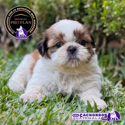 Shih Tzu