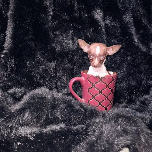 Chihuahua de bolsillo 
