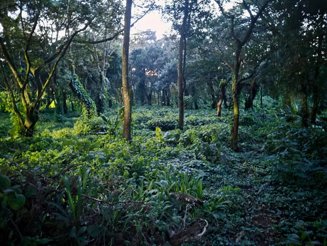 TERRENO EN VENTA EN PREMIER CAMPESTRE KM.22.5 CAES - FRAIJANES 4,600 V2 (J) - Imagen 2