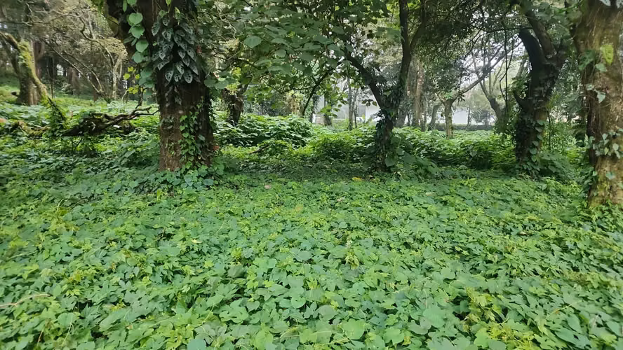 LAND FOR SALE IN COUNTRY PREMIER - FRIJANES 4,600 V2 (J)