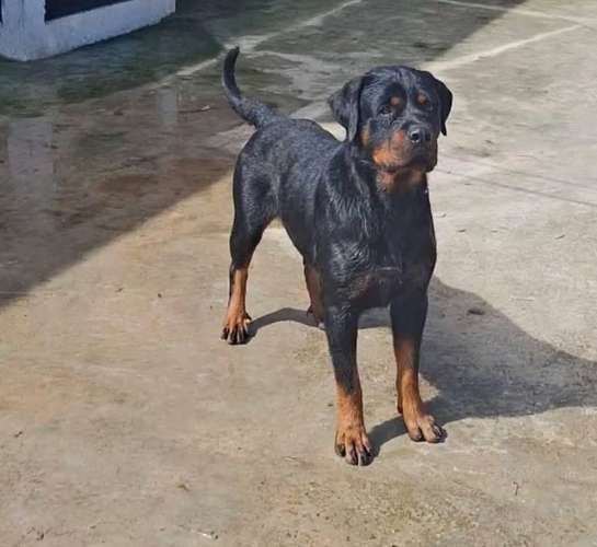 Rottweiler pedigree A Female 3 Years