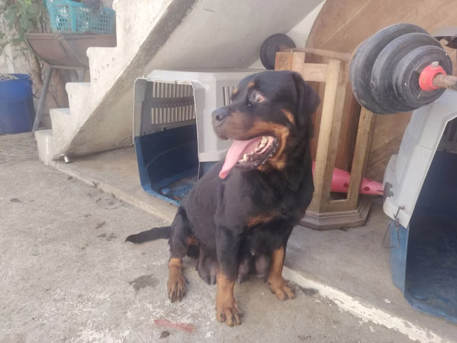 Rottweiler pedigree A Hembra 3 Años - Imagen 3