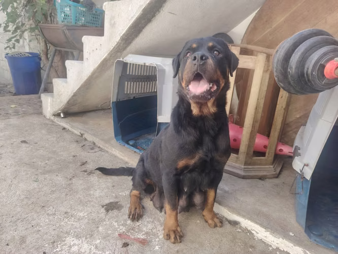 Rottweiler pedigree A Hembra 3 Años - Imagen 2