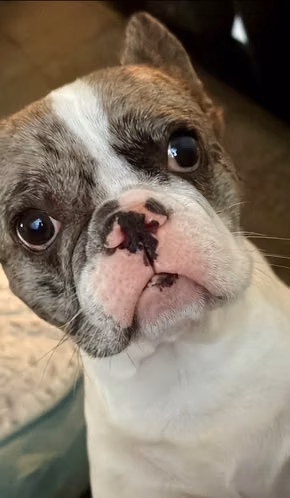 Bulldog Francés  - Imagen 2