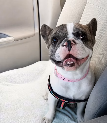 Bulldog Francés 