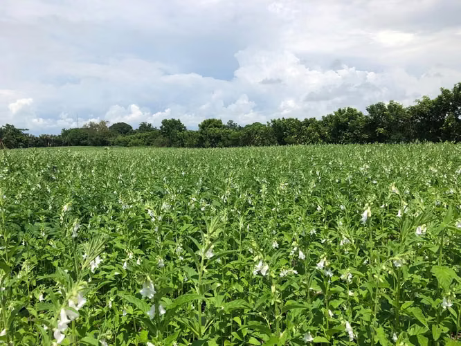 Terreno en Iztapa, Escuintla - Imagen 2