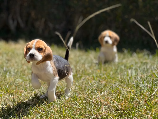 Beagle - Imagen 7
