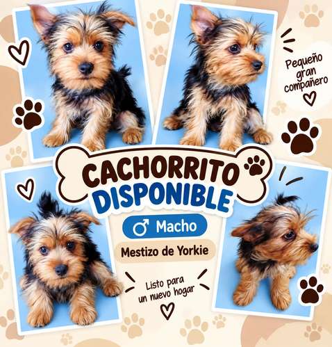 Yorkie's mestizo dog puppies