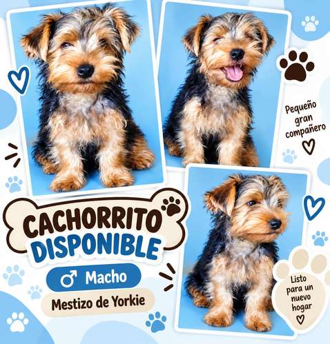 Cachorritos perritos mestizo de yorkie