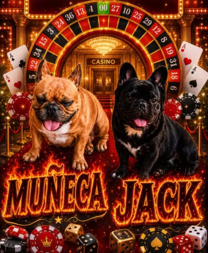Bulldog frances Con Genética Flufy Área de Huehuetenango  