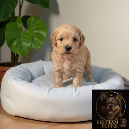 Cachorro Pequinés Maltés / Pekingese Maltese Mix disponible - Imagen 10