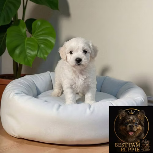 Cachorro Pequinés Maltés / Pekingese Maltese Mix disponible - Imagen 2