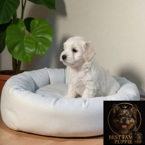 Cachorro Pequinés Maltés / Pekingese Maltese Mix disponible - Imagen 4