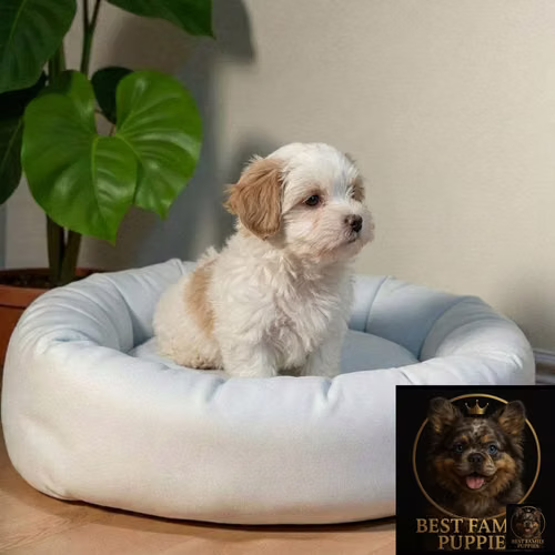 Cachorro Pequinés Maltés / Pekingese Maltese Mix disponible - Imagen 8