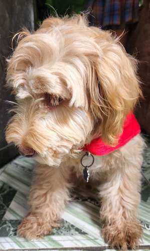 LINDO PERRITO MACHO - Imagen 2