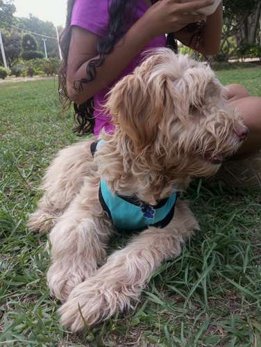 LINDO PERRITO MACHO - Imagen 3