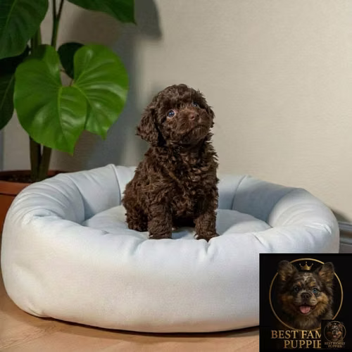 Cachorro FRENCH POODLE CHOCOLATE MINIATURA disponible - Imagen 6