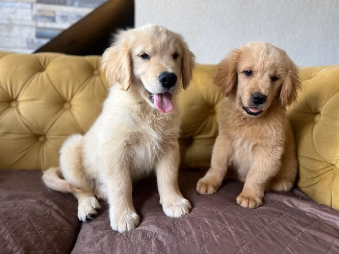 Golden Retriever  - Imagen 2