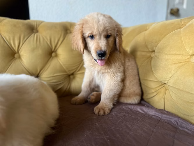 Golden Retriever 