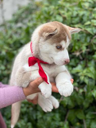Husky  - Imagen 5